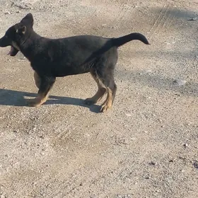 авчарка  немисги  уркачи