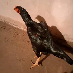 байцов товык