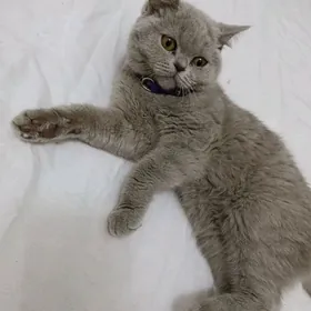 британская прямоушка