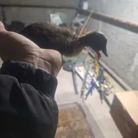 Ördek juyje gak gak