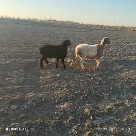 гузулы гойун