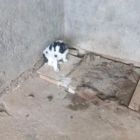 ТУРКМЕН. АЛАБАЙ