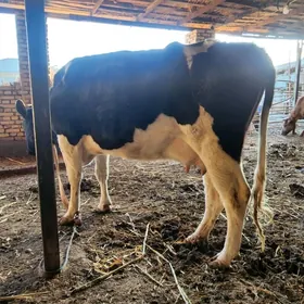 Arassa G🧿lsteyin %ene sygyr