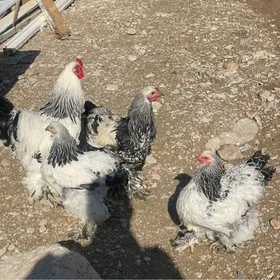 brama arassa gan yumrtga