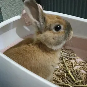 КРОЛИК "РЕКС"