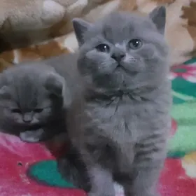 шатланд.британ.котята