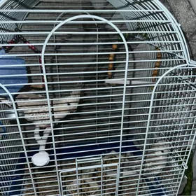 попугаи karella кареллы