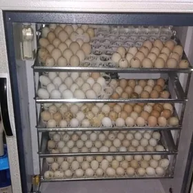 eñkawatyr ýumurtga goýup bolýa