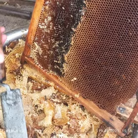 Ary baly, ary masgala