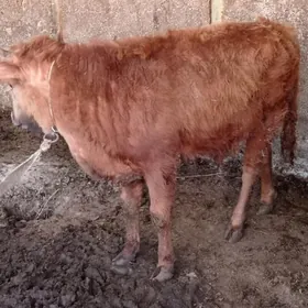 öküz 1 ŷaş 1 aŷ