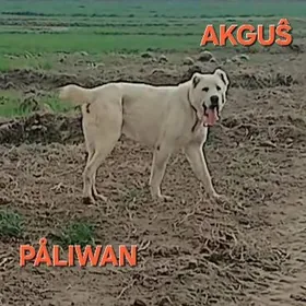 Akgus