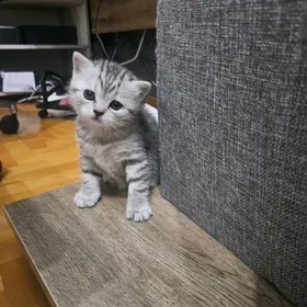 Шотландская страйт