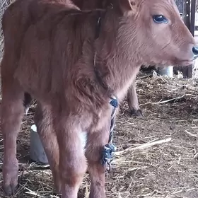 саглык сыгыр