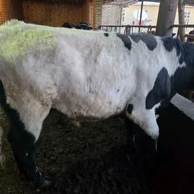 Баклык окузлер