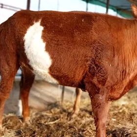 Semiz unajynlar 65 mlndan