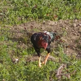 бойцовый хораз