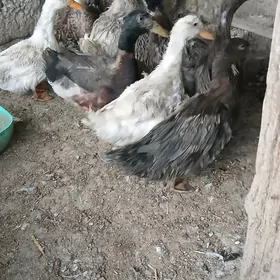 Ördek towuk jüje gus induk it