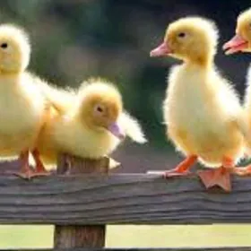 lndutga Ördek induk towuk gus