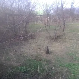 Gokje bos mellek yer