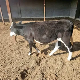 gaçar göle 11 aýlyk