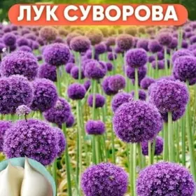 Декоративный лук Суворова