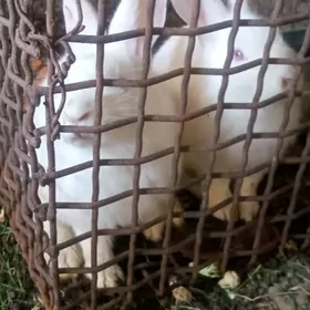 Полу великан