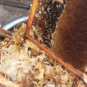 Ary bal.Ary maşgalasy.