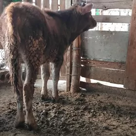 SATLIK OKÜZ ŞWES TOHIM