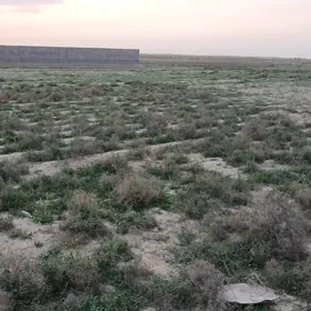 Ak bugdaý etr Bugdaýly obasy