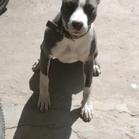 pitbul amerkaniskiy Stafford