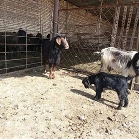 Owlakly Geçi yeke tar geçi