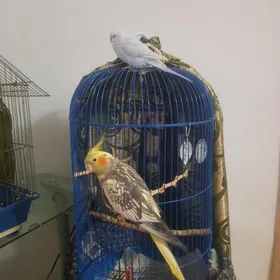 попугайчики