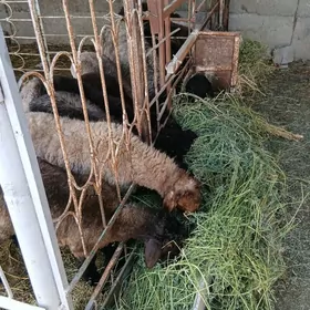 Yaş issek goyunlar gysyr goyun