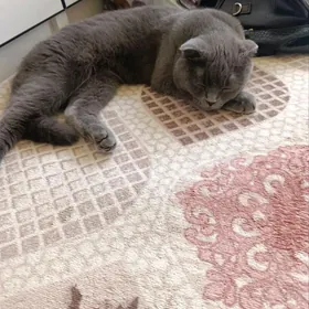 шотланди котик