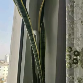 Сансенвьерия