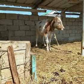 1 йашында голе бакылып дуран