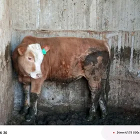 semental kelek öküz