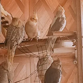 karella карелла