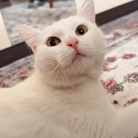 в добрые руки