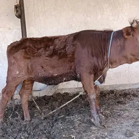 KRASNY STEPNOY GOLELI SYGYR