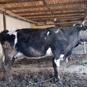 Çorny piŷostr golesi sygyr