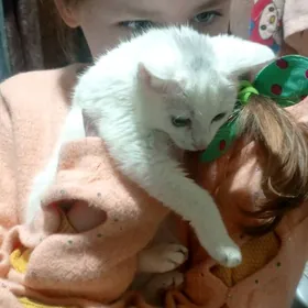 котёнок pişik