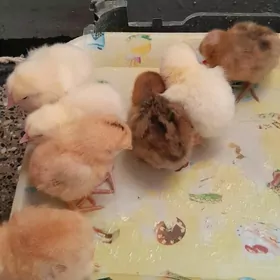 jüje, ЦЫПЛЯТА 