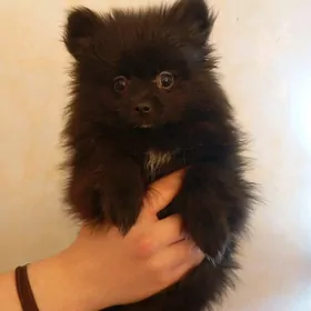 Черный шпиц