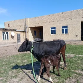 трасса чорну пийостыр голели с