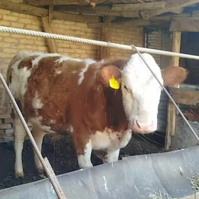 Simental Fleckvieh Okuz