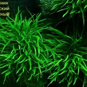 Аквариумные растения