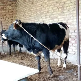 Öküzler Gibrit 2 sany