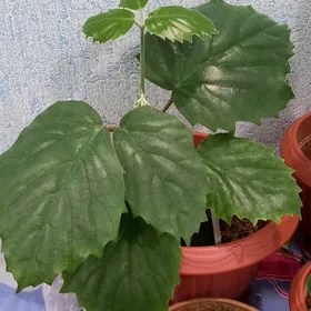 цветы(растения) домашние