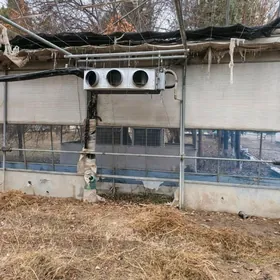 LG kansaner hemde pec